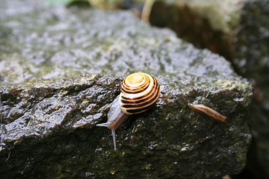 Garden snail