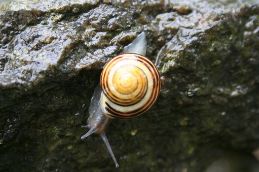 Garden snail