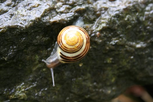 Garden snail