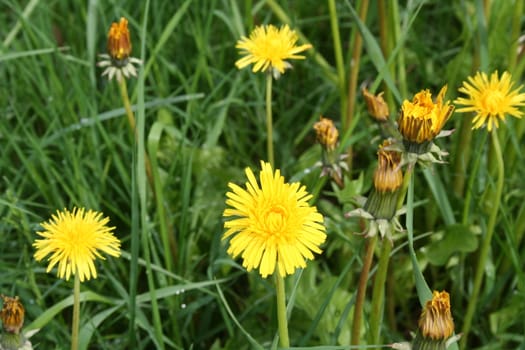 Taraxacum officinale