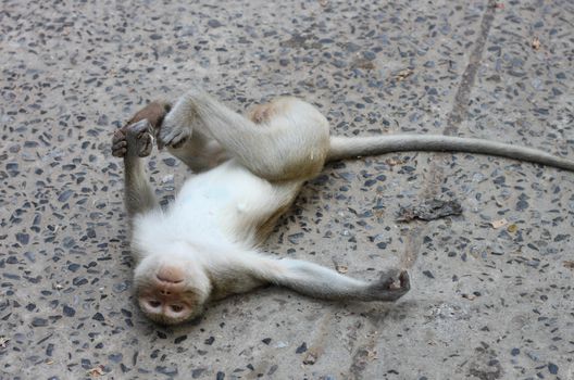 Monkey lie flat on the cement floor
