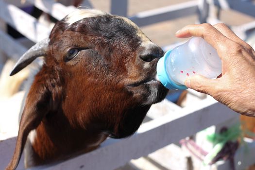 breastfeeding Brown goat eating