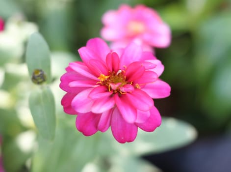 pink chrysanthemum flowers