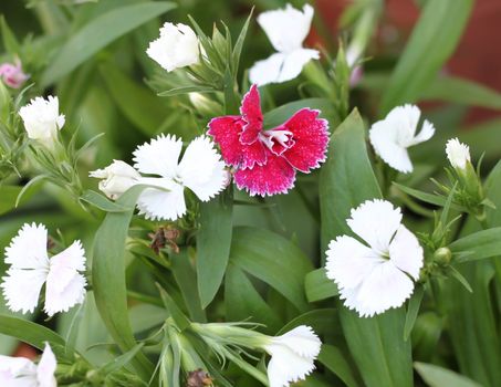 red dianthus in the garden