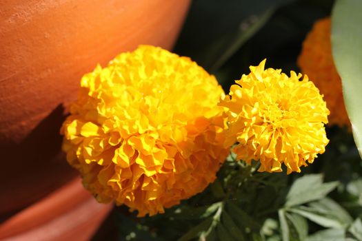Marigold sun in the morning.