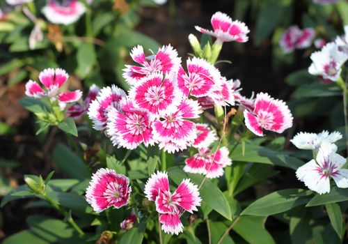 white and pink dianthus in the garden
