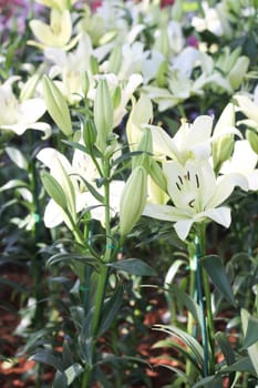 White Lilies flower