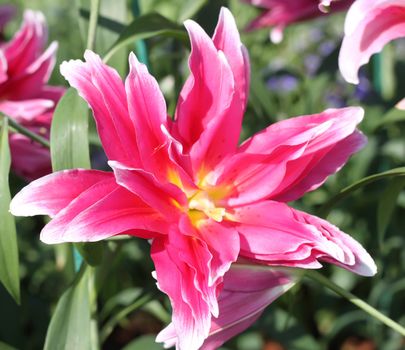 Pink lilies flower