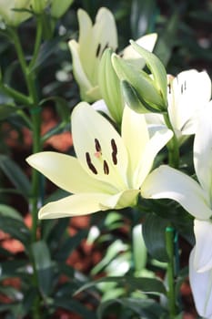 White Lilies flower
