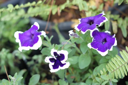 purple Petunia flowers