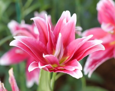 Pink lilies flower