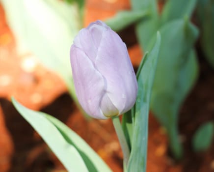 Purple lilies flower