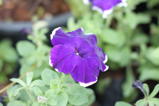 purple Petunia flowers