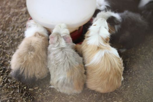 Guinea pig farm