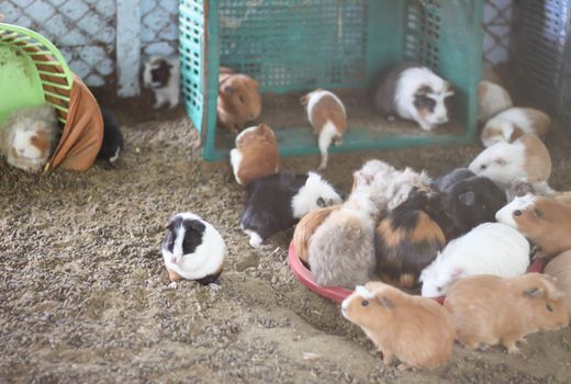 Guinea pig farm