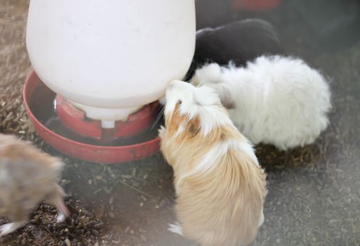 Guinea pig farm