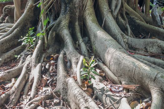 Rooted trees in sunny morning in Laos.