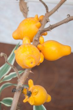 a 
titty fruit in pots