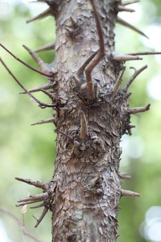 thorns tree