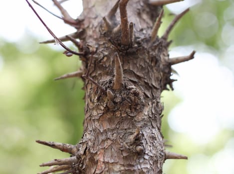 thorns tree