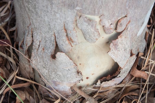 Eucalyptus bark cracking.