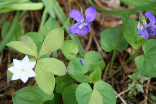 Viola riviniana