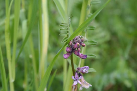 Wild flower