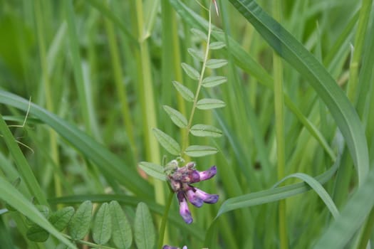 Wild flower