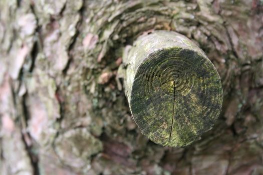 Tree stump