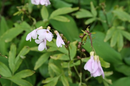 White flower