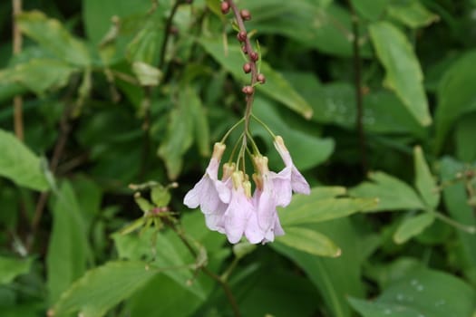 White flower