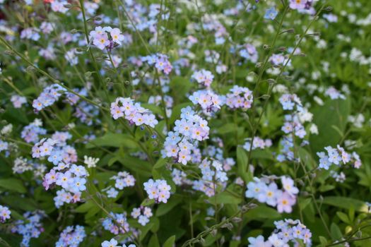 Myosotis