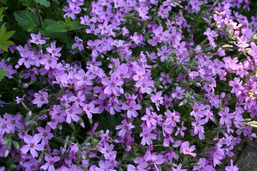 Phlox subulata