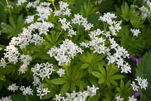 Galium odoratum