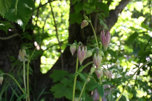 Aquilegia vulgaris