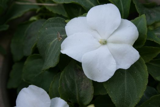 Impatiens walleriana