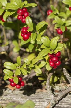 Red berries ripe cranberries in the forest, macro photography