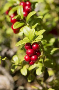 Red berries ripe cranberries in the forest, macro photography