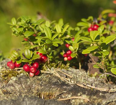 Red berries ripe cranberries in the forest, macro photography