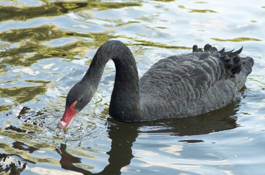 Black swan with a long neck floating in the water, macro photography