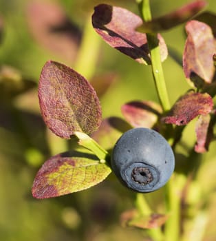 Dark blue ripe blueberries in theforest, macro photography