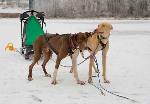 two dogs harnessed to sports harnesses snowdogs, resting after training run