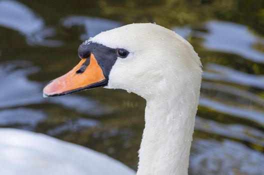Head of a white swan with a red beak close-up, macro photography