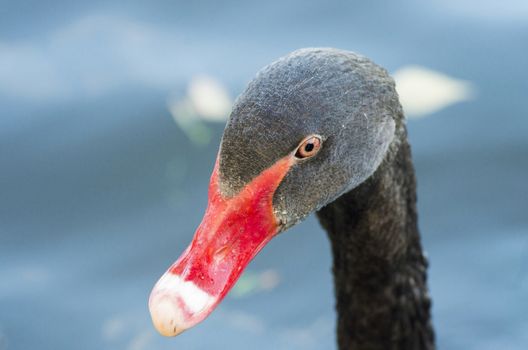 Head of a black swan with a red beak close-up, macro photography