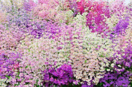 Mass of Purple and Pink poor mans orchid Schizanthus