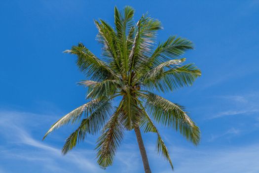 coconut palm on the blue sky background to sea