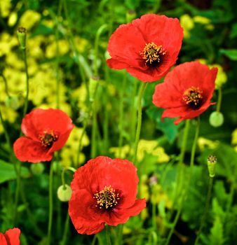 Four Big and Fragile Red Poppies on Blurred Grass and Plants background Outdoors. Focus on Foreground