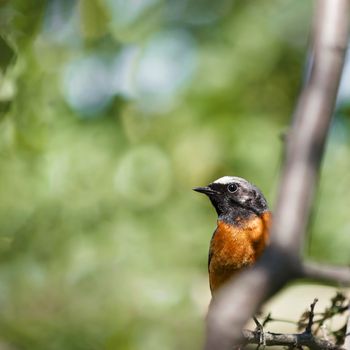 Colorful male Redstart birds sitting on a branch, bokeh and place for text