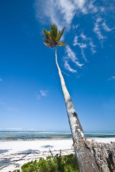 tropical beach of white sand in Zanzibar, Tanzania