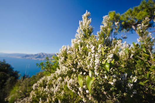 Blooming heather in spring season. Wide angle shot. The coastline is visible.